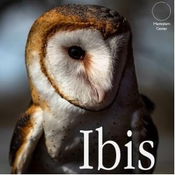 Ibis