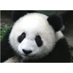 Panda Switch Application by Creative Artists