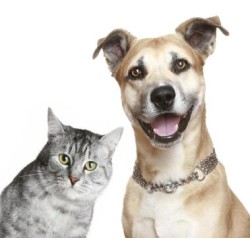 Pawology Palm Reading for Animals Paws & Animal Hypnosis