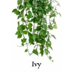 Ivy by Larry Travis